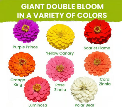 Thousands Are Calling These Zinnia Seeds Their 'Garden Miracle' – Over 70,000 Packets Sold and Counting!-8POP